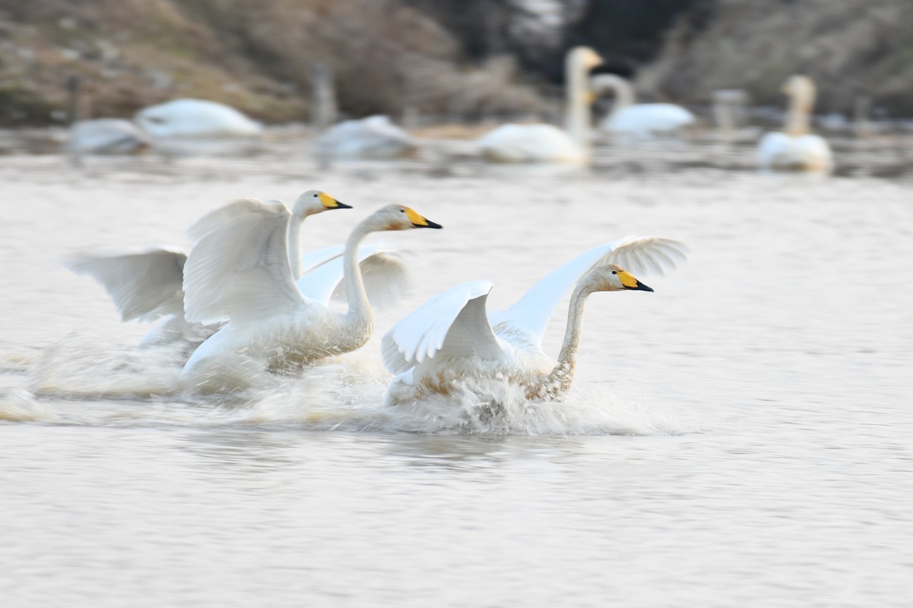 pixabay-image-4754509